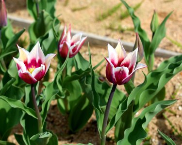 Tulipa 'Claudia' 2016 05
