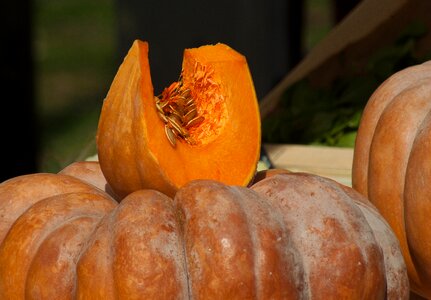 Pumpkin squash seed