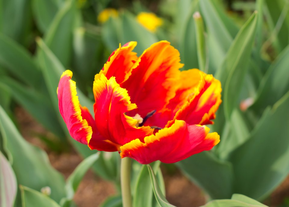 Tulipa 'Bright Parrot' 2015 05