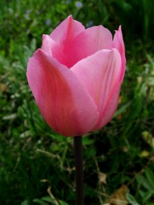 Tulip, 2020-04-23, Beechview, 03