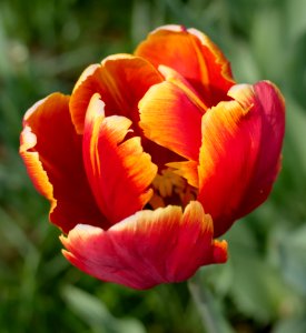 Tulipa 'Bright Parrot' 2015 03
