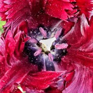Tulip 01 - Arlington, MA