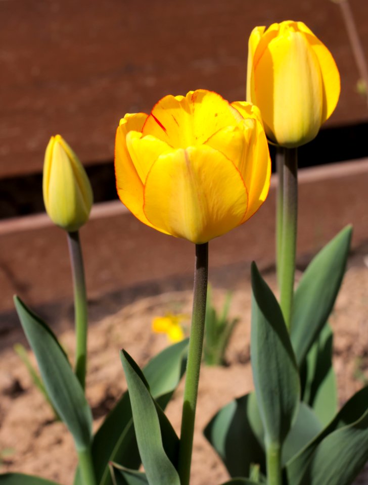 Tulipa 'Blushing Apeldoorn' 2015 06