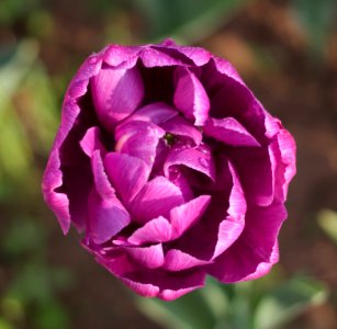 Tulipa 'Blue Diamond' 2015 04