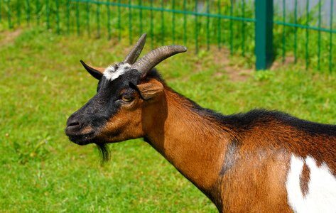 Portrait animal domestic goat photo