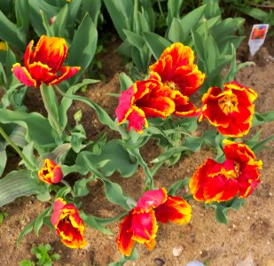 Tulipa 'Bright Parrot' 2015 06