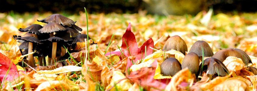 Undergrowth forest mushrooms nature