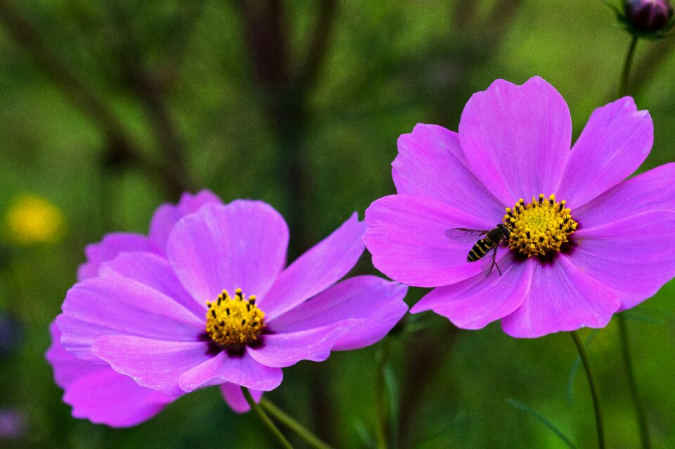 Garden flower composites