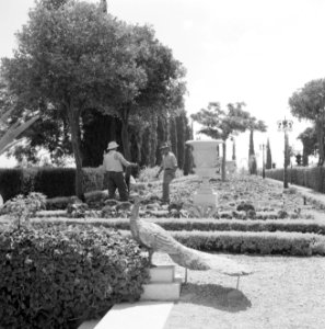 Tuinmannen en beeldhouwwerken in de perzische tuin van de Bahai Temple (Bahá’í H, Bestanddeelnr 255-2099