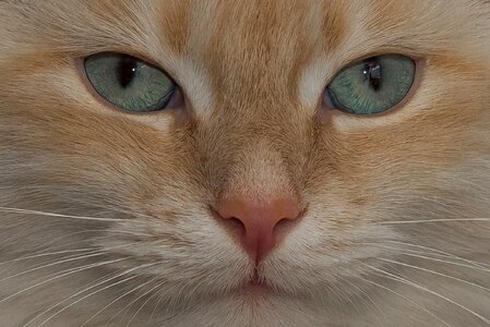 Breed cat face moustache