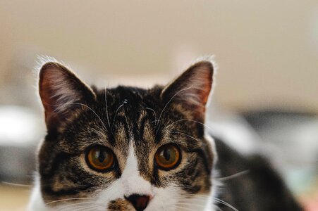 Animals dog feline