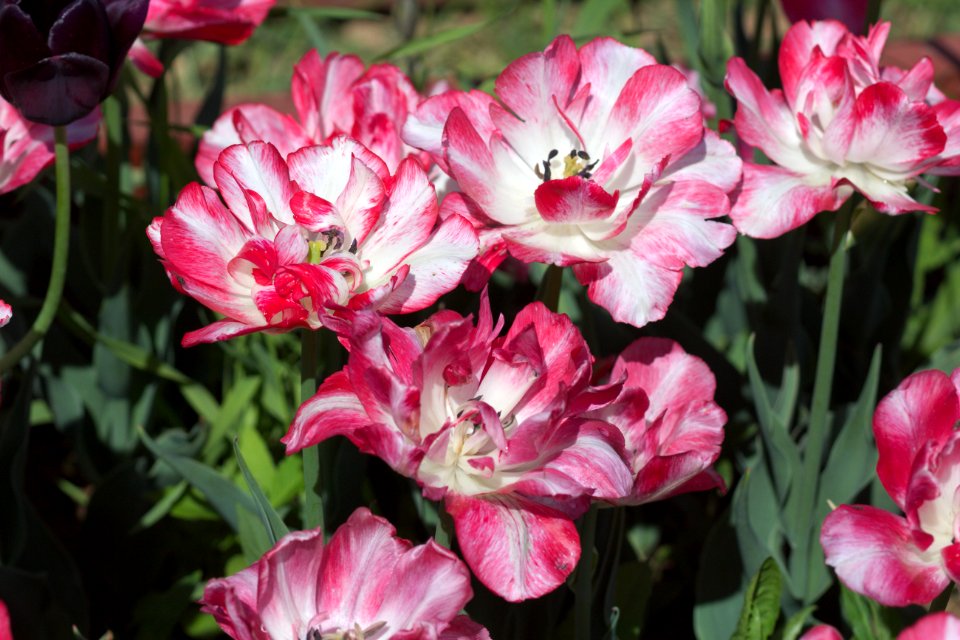 Tulipa 'Cartouche' 2017 05