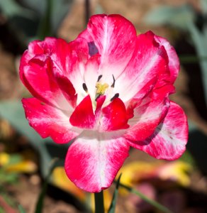 Tulipa 'Cartouche' 2017 01