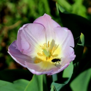 Tulipa 'Candy Prince' 2016 11