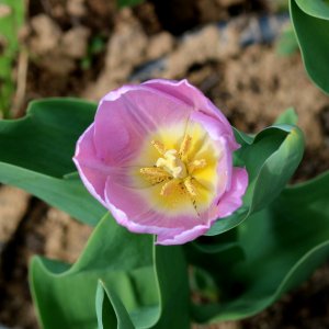 Tulipa 'Candy Prince' 2016 03