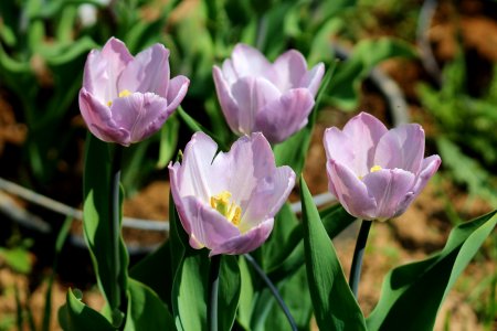 Tulipa 'Candy Prince' 2016 12
