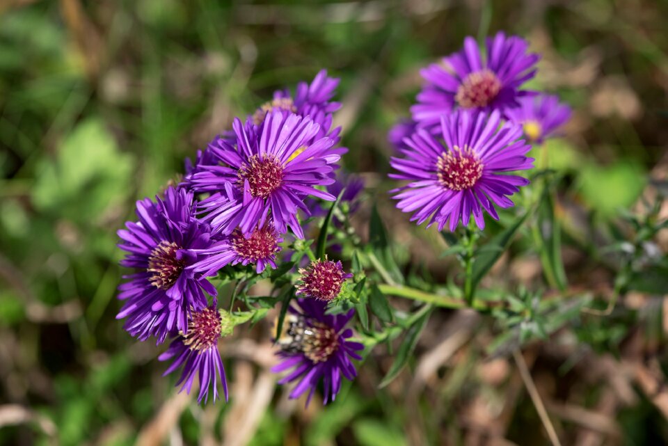 Symphyotrichum flowers purple lilac blossoms