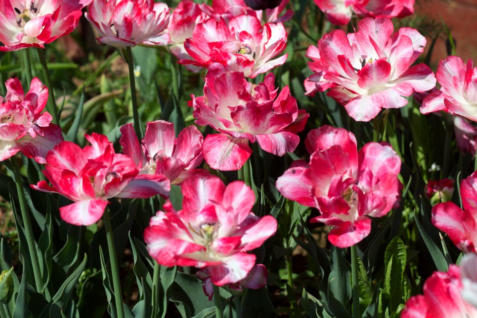 Tulipa 'Cartouche' 2017 06