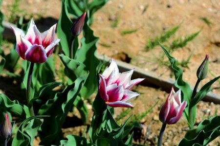 Tulipa 'Claudia' 2016 01