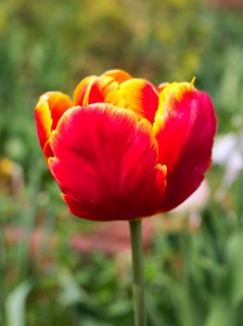 Tulipa 'Bright Parrot' 2015 02