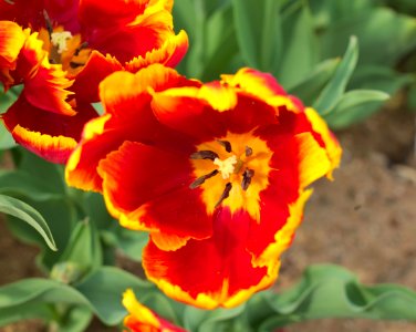 Tulipa 'Bright Parrot' 2015 04