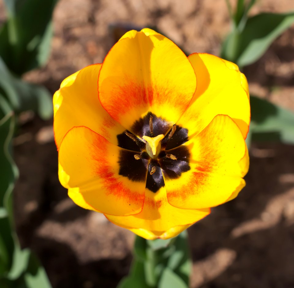 Tulipa 'Blushing Apeldoorn' 2015 05