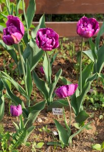 Tulipa 'Blue Diamond' 2015 05