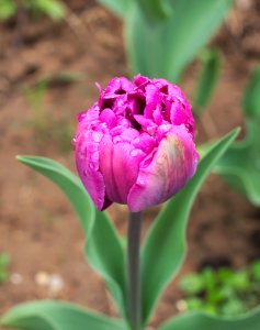 Tulipa 'Blue Diamond' 2015 02