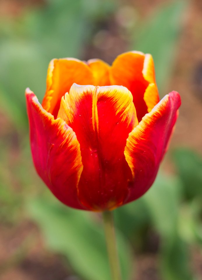 Tulipa 'Bright Parrot' 2015 01