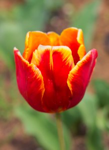 Tulipa 'Bright Parrot' 2015 01