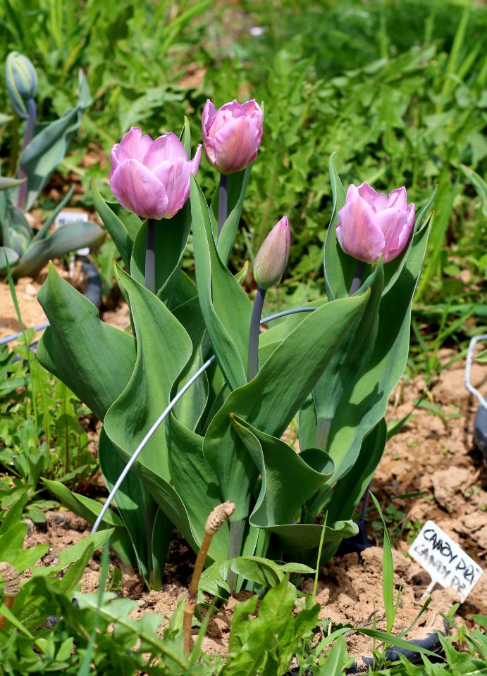 Tulipa 'Candy Prince' 2016 01
