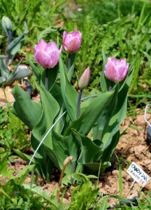 Tulipa 'Candy Prince' 2016 01