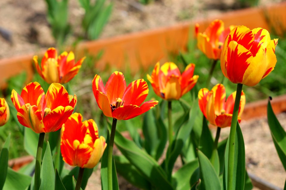 Tulipa 'Banja Luka' 2016 12