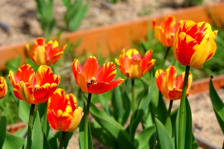 Tulipa 'Banja Luka' 2016 12