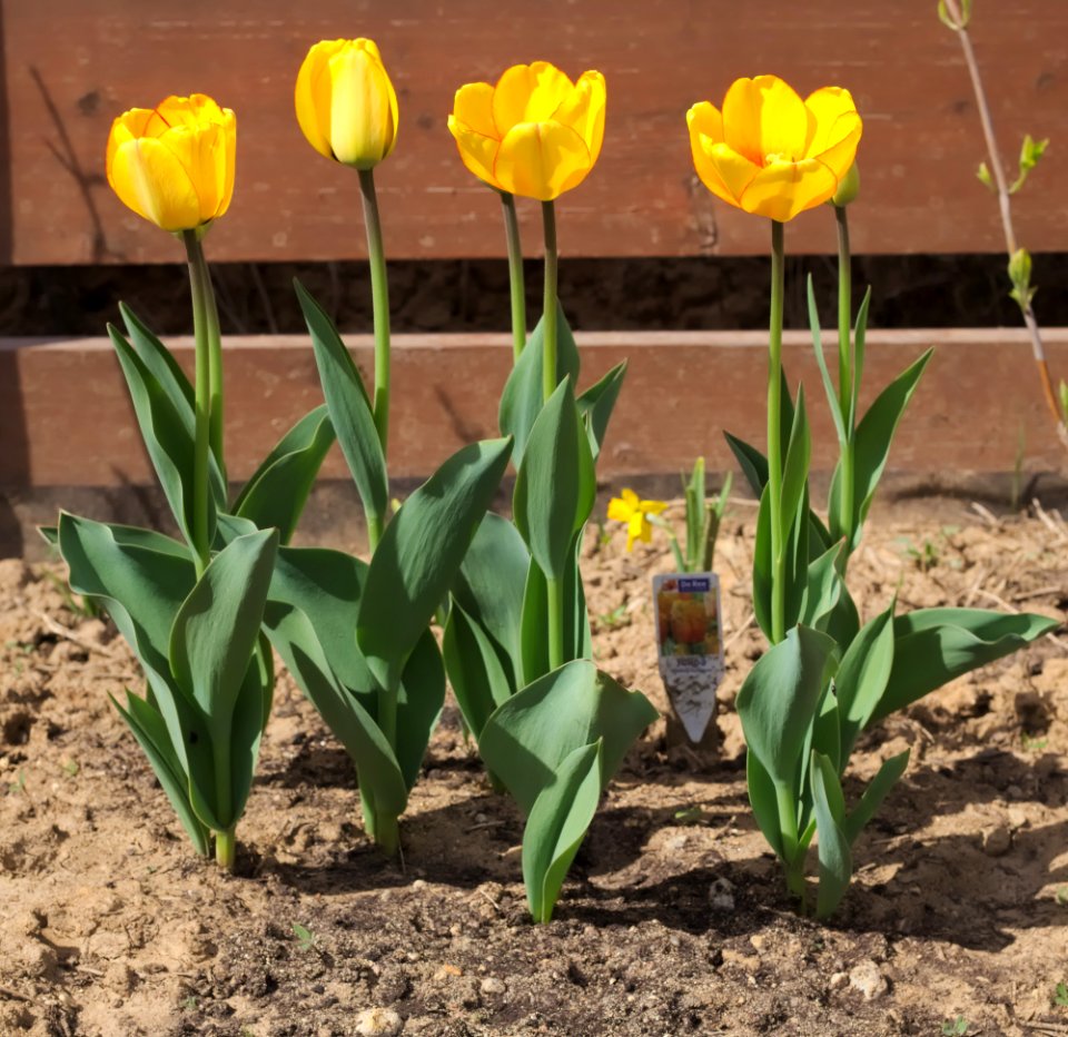 Tulipa 'Blushing Apeldoorn' 2015 03