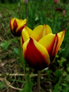 Tulip, 2020-04-23, Beechview, 02
