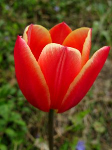 Tulip, 2020-04-23, Beechview, 01