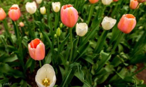 Tulip Bloom In Central Park (256839227) photo