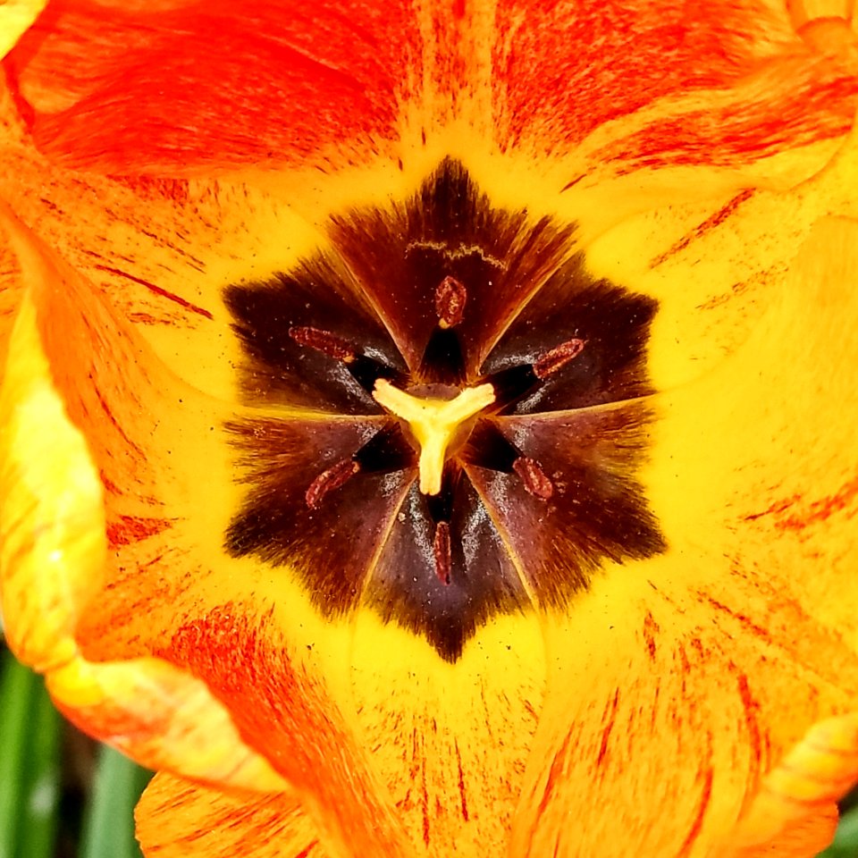 Tulip 02 - Arlington, MA
