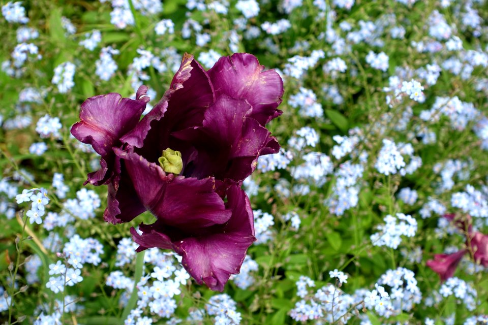 Tulip - Kelmscott Manor - Oxfordshire, England - DSC00167