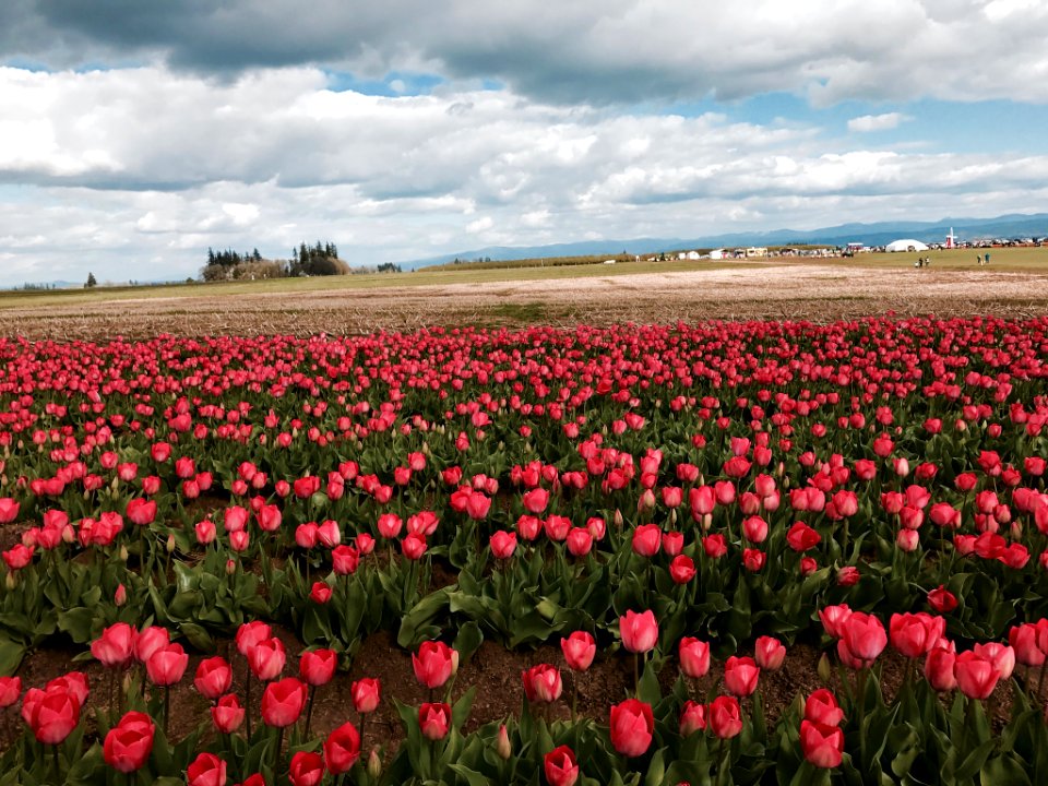 Tulip Festival Time (214138411)