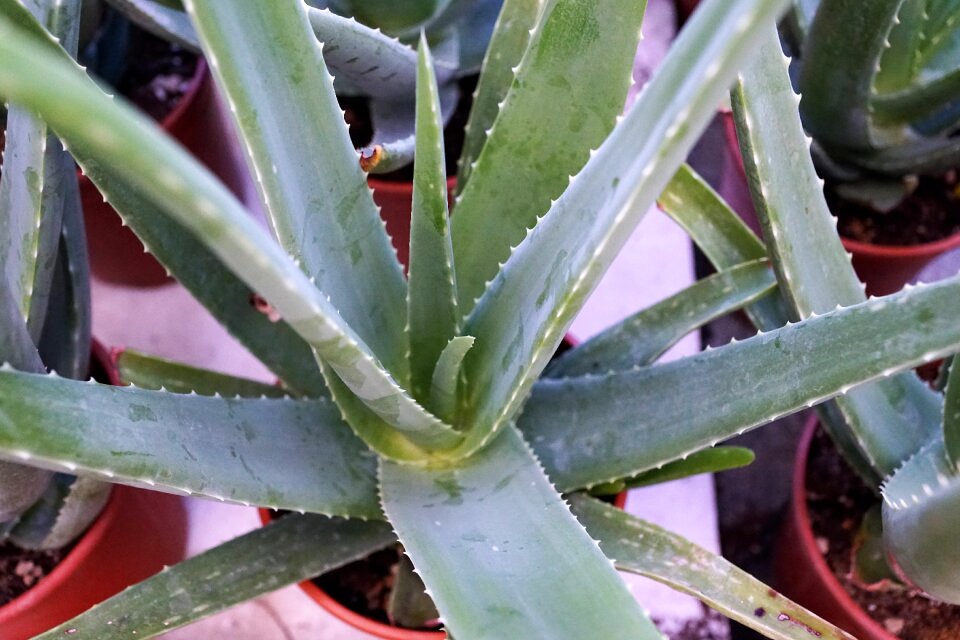 Vitamin nature cactus