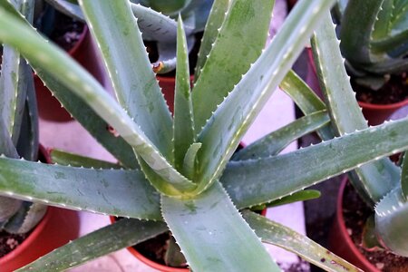 Vitamin nature cactus