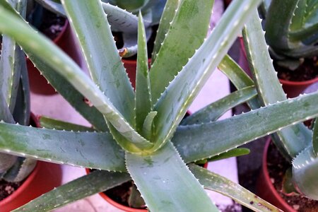 Vitamin nature cactus photo