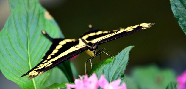 Close up insect butterflies photo