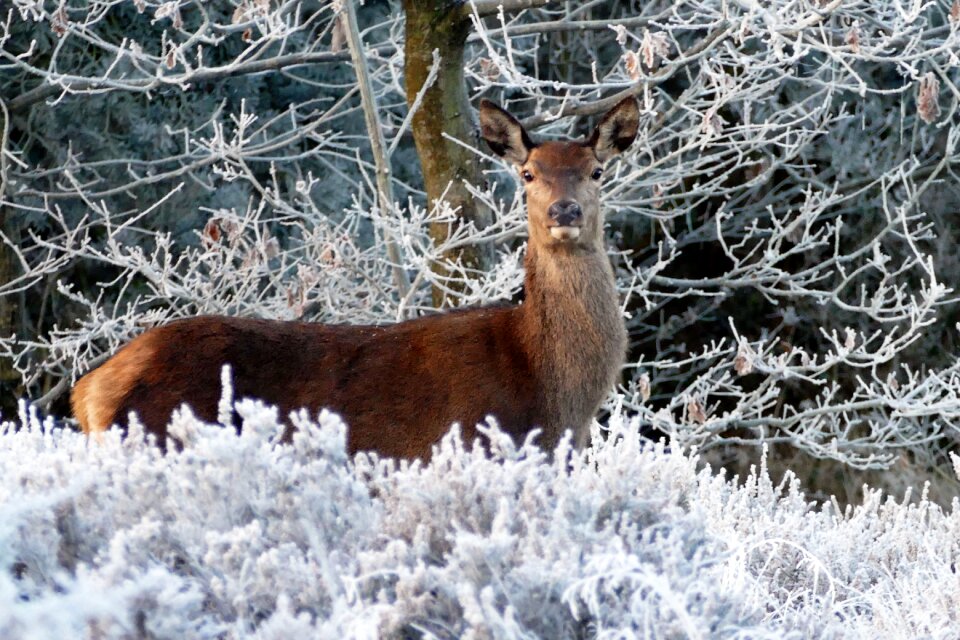 Wild wildlife forest