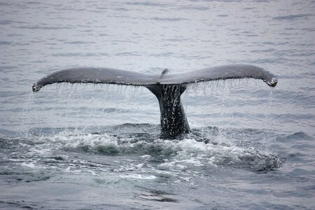 Fin tail big fish