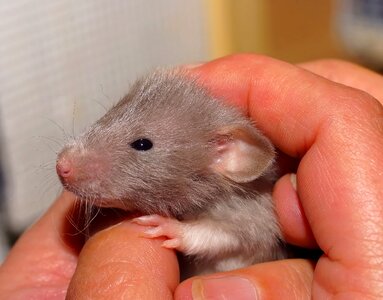 Color rat cute young animal photo