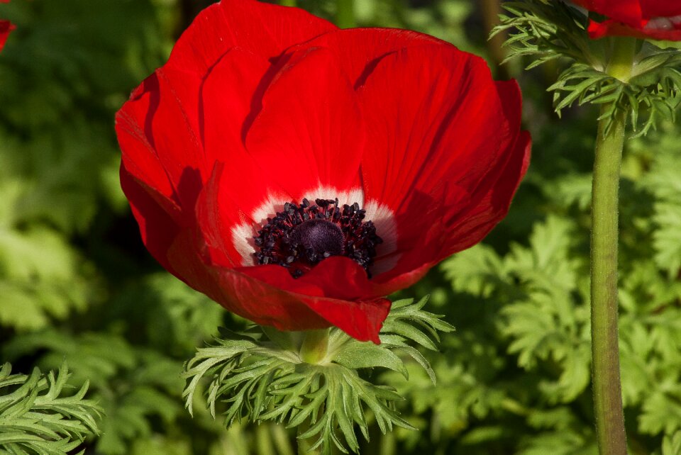 Anemone spring flowering