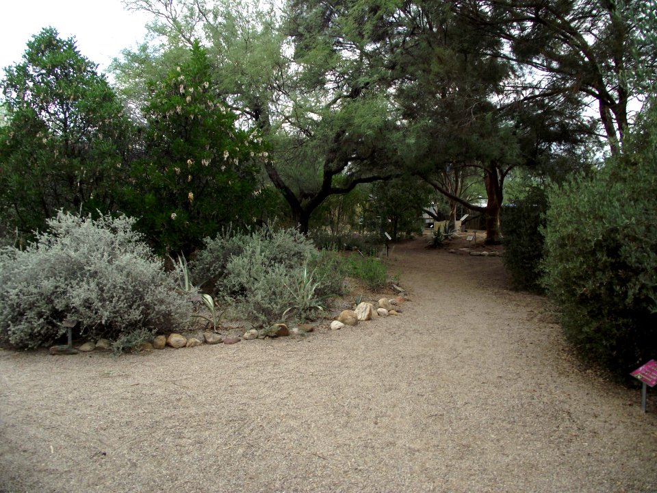 Tucson botanical gardens